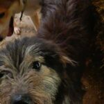 Rascal, rescuehond – foto 2