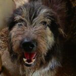 Rascal, rescuehond voor opvang of adoptie