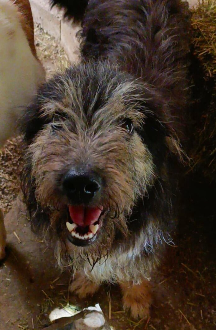 Rascal, rescuehond voor opvang of adoptie