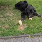Indy, rescuehond – foto 2