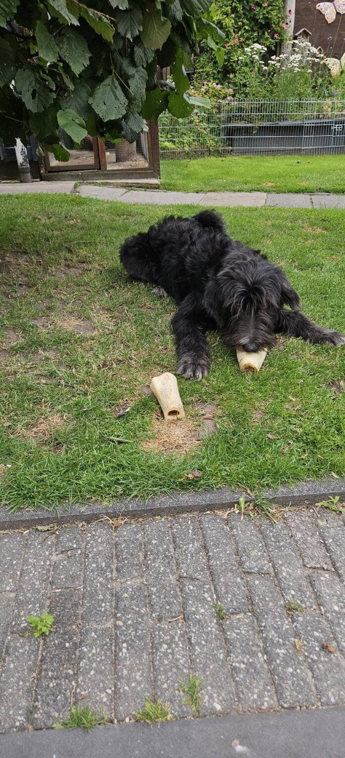 Indy, gereserveerde rescuehond