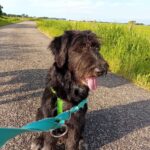 Indy, rescuehond bij New Life for Animals