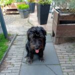 Indy, rescuehond – foto 3