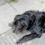 Indy, rescuehond – foto 4