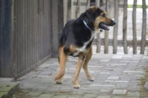 Alfie, rescuehond – foto 2