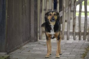 Alfie, rescuehond – foto 3
