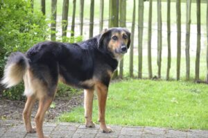 Alfie, rescuehond bij New Life for Animals
