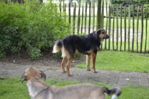 Alfie, rescuehond – foto 4