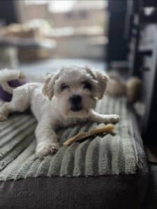 Angie, rescuehond bij New Life for Animals