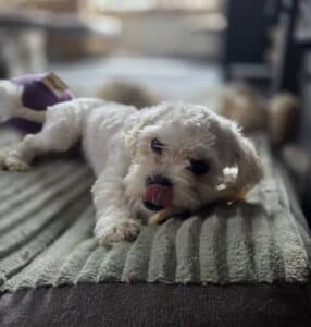 Angie, rescuehond – foto 2