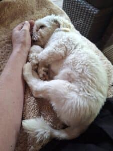 Angie, rescuehond – foto 3