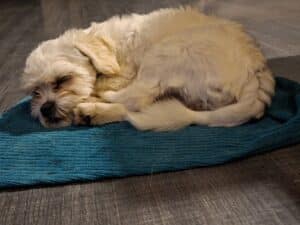Angie, rescuehond – foto 6