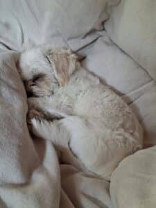 Angie, rescuehond – foto 4