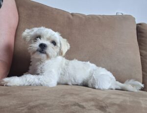 Angie, rescuehond – foto 5
