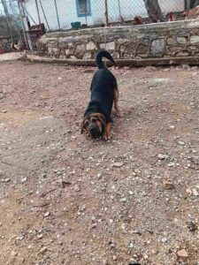 Star, rescuehond – foto 10
