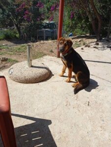 Star, rescuehond – foto 8