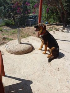 Star, rescuehond – foto 9