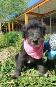 Indy, rescuehond – foto 7