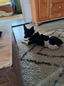 Jacky, rescuehond bij New Life for Animals
