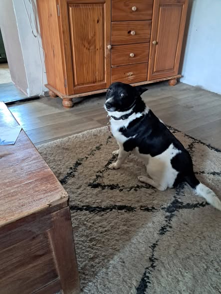 Jacky, rescuehond ter adoptie