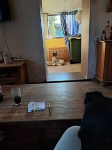 Jacky, rescuehond – foto 3