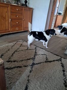 Jacky, rescuehond – foto 4