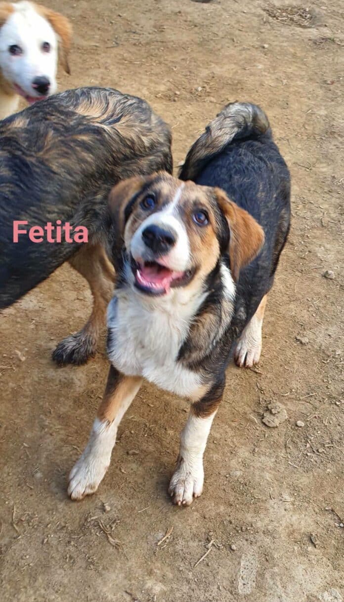 Kaya, rescuehond ter adoptie