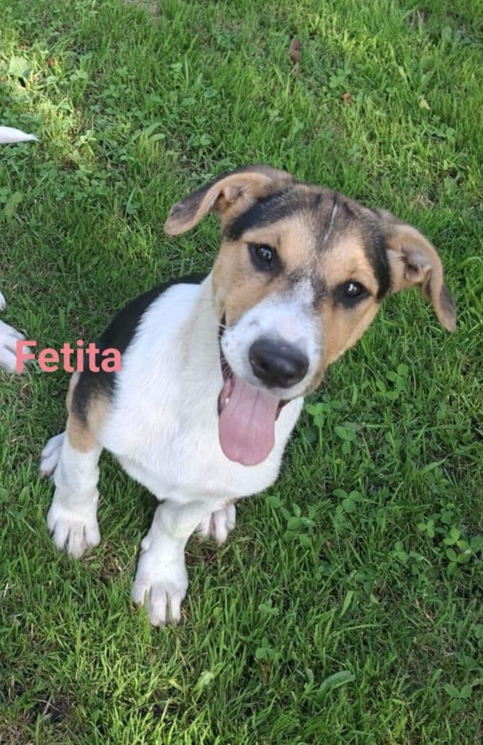 Kiki, rescuehond ter adoptie