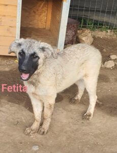 Koda, rescuehond bij New Life for Animals