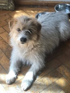 Lolly, rescuehond – foto 3