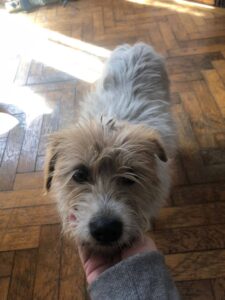 Lolly, rescuehond – foto 2