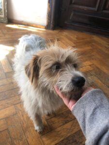 Lolly, rescuehond bij New Life for Animals
