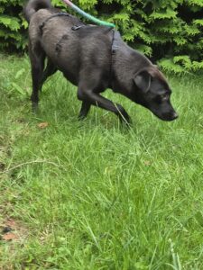 Nora, rescuehond – foto 7