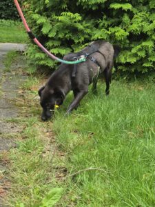 Nora, rescuehond – foto 6
