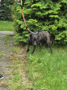 Nora, rescuehond – foto 5