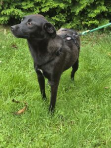 Nora, rescuehond – foto 4