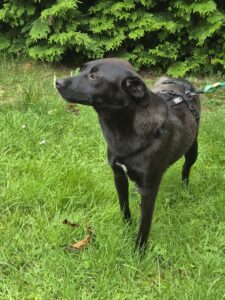 Nora, rescuehond – foto 3