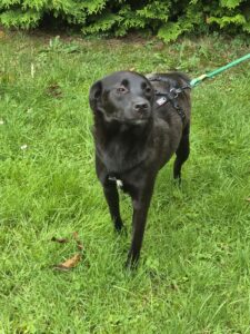 Nora, rescuehond – foto 2
