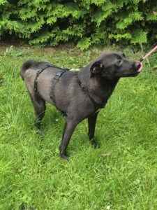 Nora, rescuehond bij New Life for Animals