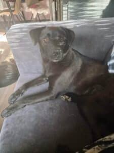 Nora, rescuehond – foto 9