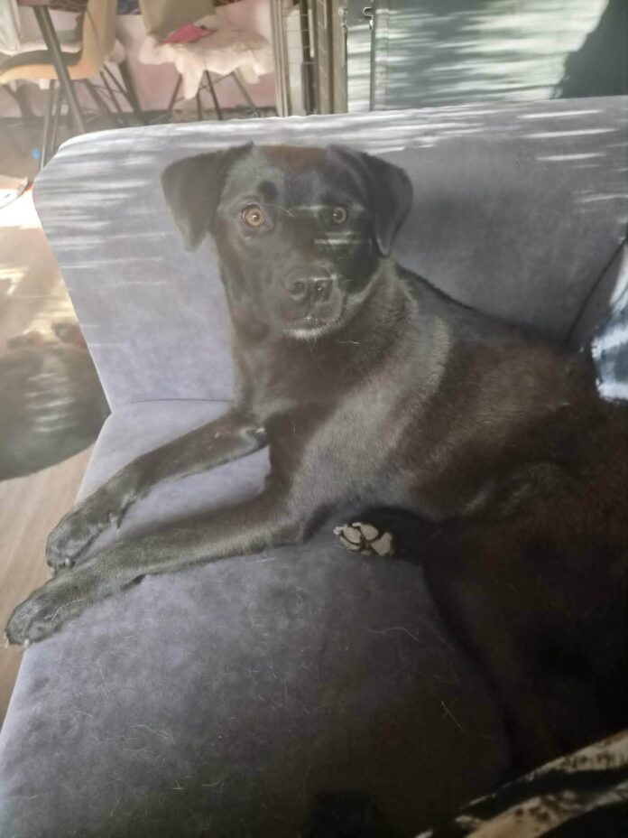 Nora, gereserveerde rescuehond