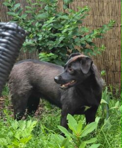 Nora, rescuehond – foto 8