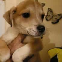 Percy, rescuehond bij New Life for Animals