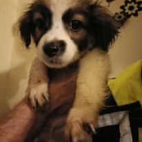 Pongo, rescuehond binnenkort beschikbaar voor adoptie