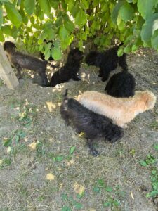 Puli-pups, rescuehonden – foto 2