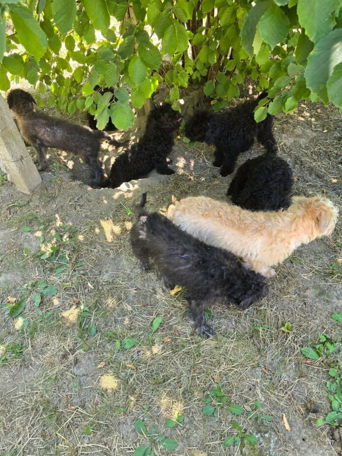 Vijf Puli-pups ter adoptie via New Life for Animals