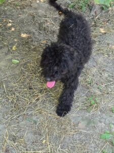 Puli-pups, rescuehonden bij New Life for Animals