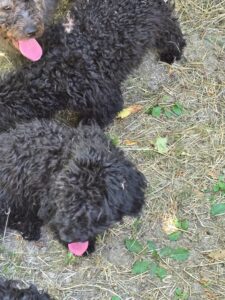 Puli-pups, rescuehonden – foto 3