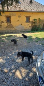 Puli-pups, rescuehonden – foto 5