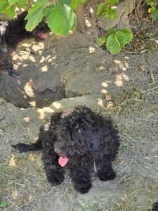 Puli-pups, rescuehonden – foto 7